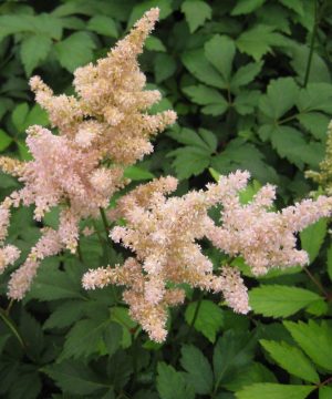 Peach Blossom Astilbe (Astilbe japonica 'Peach Blossom') - 1 gallon