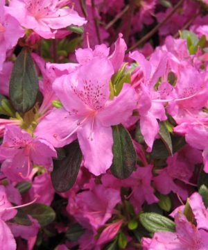 Karen Azalea (Azalea x 'Karen') - 1 gallon