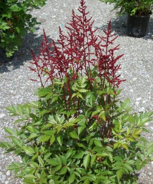 Montgomery Astilbe (Astilbe japonica 'Montgomery') - 1 gallon