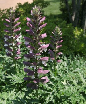 Spiny Bear’s Breeches (Acanthus spinosus) - 1 gallon