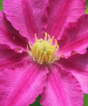 Abilene™ Clematis (Clematis abilene 'Abilene') - 1 gallon