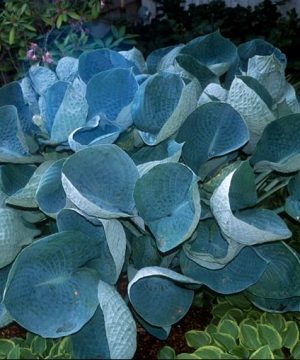 Abiqua Drinking Gourd Hosta (Hosta abiqua 'Drinking Gourd') - 1 gallon