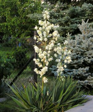 Adam's Needle (Yucca filamentosa) - 2 gallon