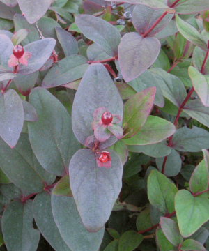Albury Purple St. Johnswort (Hypericum x inodorum 'Albury Purple') - 2 gallon 12"