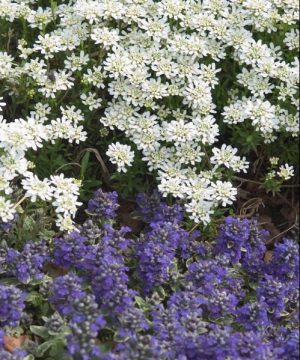 Alexander’s White Candytuft (Iberis sempervirens 'Alexanders White') - 1 gallon