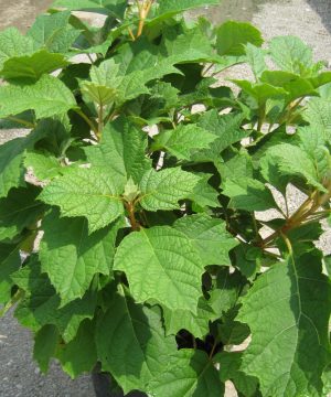 Alice Oak Leaf Hydrangea (Hydrangea quercifolia 'Alice') - 3 gallon 12"