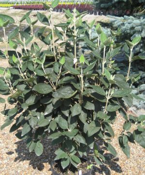 Allegany Viburnum (Viburnum rhytidophyllum 'Alleghany') - 3 gallon 18-24"
