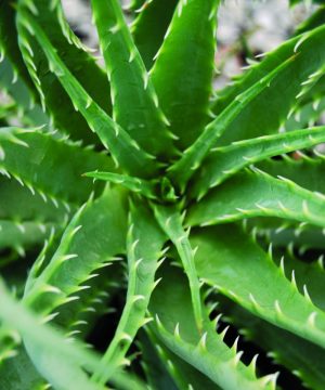 Aloe Hedgehog (Aloe humilis 'Hedgehog') - 1 gallon