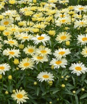 Amazing Daisies® 'Banana Cream II' Shasta Daisy (Leucanthemum S 'Banana Cream 2') - 1 gallon