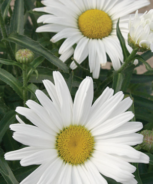 Amazing Daisies® Daisy May® Shasta Daisy (Leucanthemum x superbum 'Daisy May') - 1 gallon