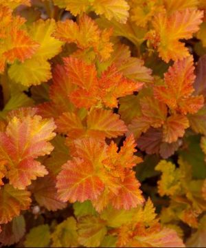 Amber Jubilee™ Ninebark (Physocarpus opulifolius 'Jefam') - 3 gallon 15"