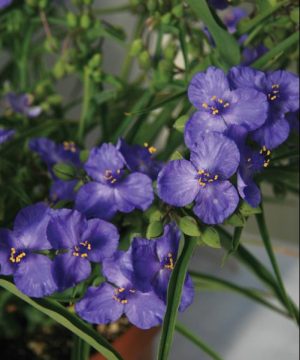 Amethyst Kiss™ Spiderwort (Tradescantia amethyst 'Kiss') - 1 gallon