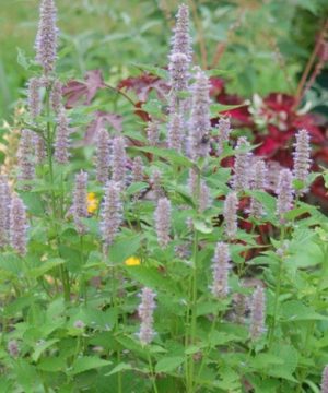 Anise Hyssop (Agastache foeniculum) - 1 gallon