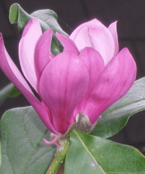 Ann Magnolia (Magnolia x 'Ann') - 3 gallon 24-30"
