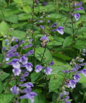 Appalachian Blues Skullcap (Scutellaria appalachian 'Blues 19Cm Ptw') - G1AB