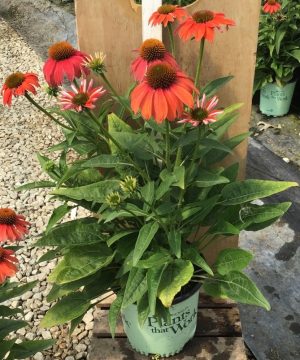 Artisan™ Red Ombre Coneflower (Echinacea artisan 'Red Ombre') - half gallon