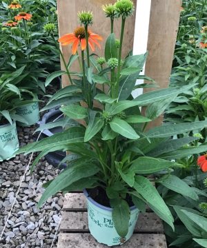 Artisan™ Soft Orange Coneflower (Echinacea artisan 'Soft Orange') - half gallon
