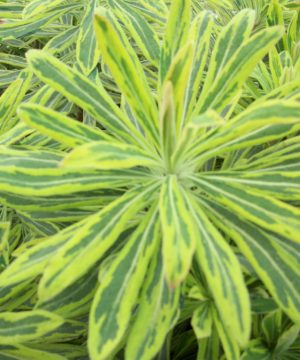 Ascot Rainbow Cushion Spurge (Euphorbia x martinii 'Ascot Rainbow') - 1 gallon