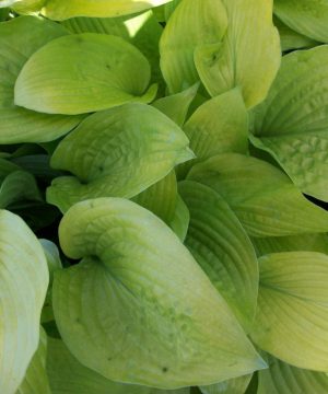 August Moon Plantain Lily (Hosta august 'August Moon') - 1 gallon