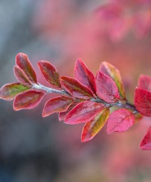 Autumn Inferno® Cotoneaster (Cotoneaster 'Autumn Inferno') - 3 gallon 18"