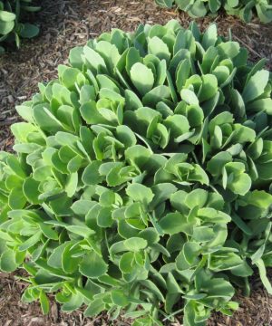 Autumn Joy Stonecrop (Sedum 'Autumn Autumn Joy') - 1 gallon