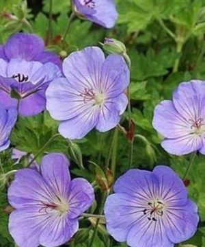 Azure Rush Cranesbill (Geranium azure 'Rush') - 1 gallon