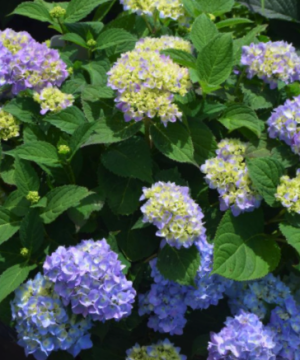 Azure Skies™ Hydrangea (Hydrangea macrophylla 'Azure Skies') - 3 gallon