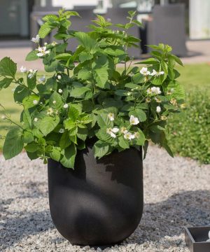 Baby Cakes® Blackberry (Rubus baby 'Cakes') - 1 gallon