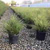 Bandwidth Maiden Grass (Miscanthus 'M. S. Bandwidth') - 3 gallon