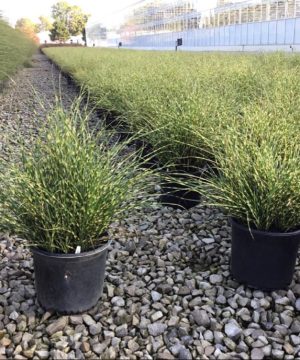 Bandwidth Maiden Grass (Miscanthus 'M. S. Bandwidth') - 3 gallon