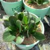 Bergenia Early Brilliance™ Magenta  (Bergenia 'Early Brilliance Magenta') - 1 gallon