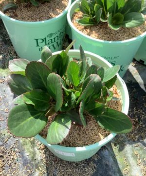 Bergenia Early Brilliance™ Magenta  (Bergenia 'Early Brilliance Magenta') - 1 gallon