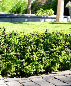 BerryBux® Blueberry (Vaccinium berrybux) - 1 gallon