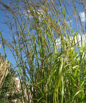 Big Bluestem Grass (Andropogon gerardii 'And. G Big Bluestem') - 2 gallon