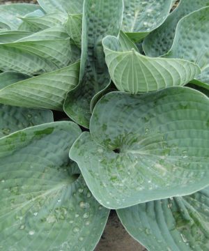 Big Daddy Plantain Lily (Hosta 'Big Daddy') - 1 gallon