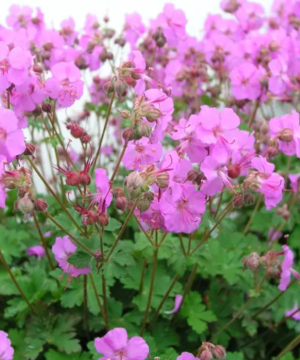 Biokovo Karmina Cranesbill (Geranium cinereum 'Karmina') - 1 gallon