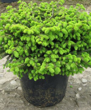 Bird's Nest Spruce (Picea abies 'Nidiformis') - 3 gallon 15"