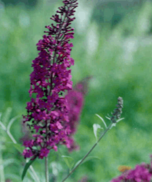 Black Knight Butterfly Bush (Buddleia davidii 'Black Night') - 3 gallon