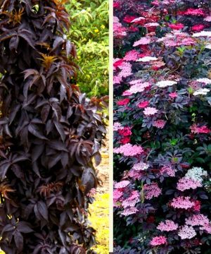 Black Tower Elderberry (Sambucus nigra 'Eiffel 1' BLACK TOWER) - 3 gallon