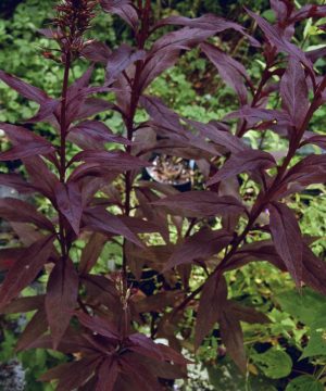 Black Truffle Cardinal Flower (Lobelia C 'Black Truffle') - 1 gallon