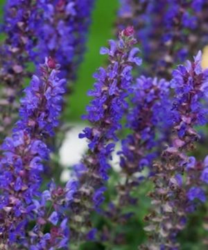 Blue Bouquetta® Catmint (Salvia blue 'Bouquetta') - 1 gallon