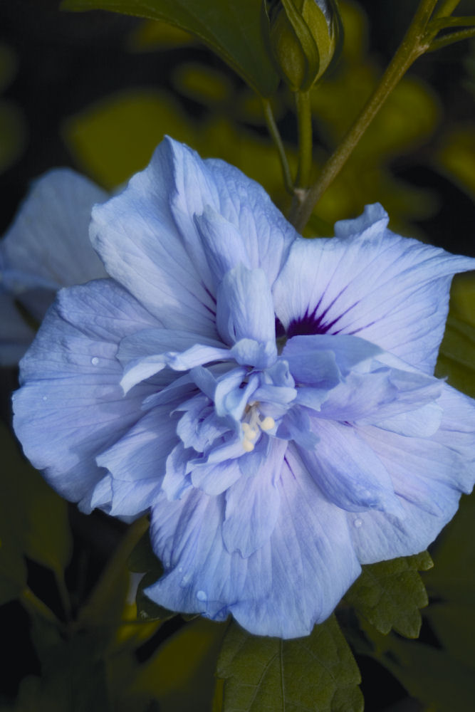 Blue Chiffon® Rose of Sharon (Hibiscus syriacus 'Notwoodthree') - 3 gallon 18"