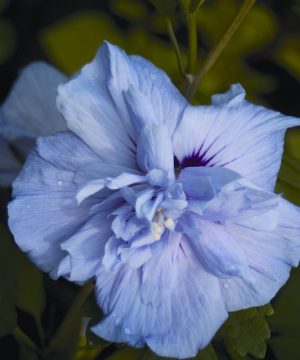 Blue Chiffon® Rose of Sharon (Hibiscus syriacus 'Notwoodthree') - 3 gallon 30"