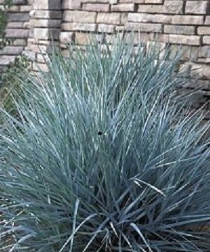 Blue Dune Lyme Grass (Leymus 'A. Blue Dune') - 1 gallon