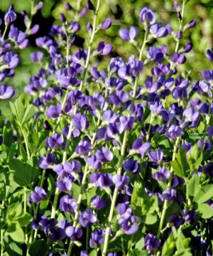 Blue False Indigo (Baptisia australis) - 1 gallon
