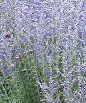 Blue Jean Baby Russian Sage (Perovskia atriplicifolia 'Blue Jean Baby') - 1 gallon