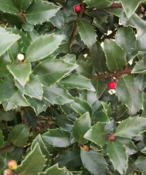 Blue Maid™ Meserve Holly (Ilex x meserveae 'Blue Maid') - 3 gallon 15"