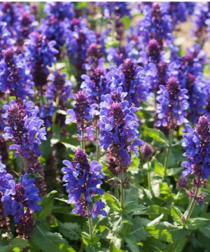 Blue Marvel Salvia (Salvia nemerosa 'Blue Marvel') - 1 gallon