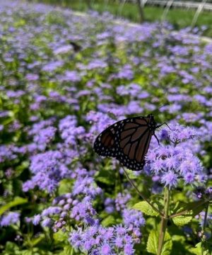 Blue Mistflower (Eupatorium coelestinum) - 1 gallon