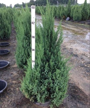 Blue Point Juniper (Juniperus chinensis 'Blue Point') - 3 gallon 24"